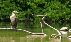 Totoppskarv-Double-crested Cormorant Central Park, New York-7278