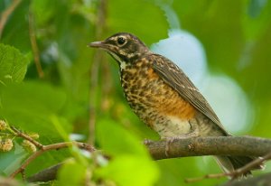 Vandretrost-American Robin Central Park, New York-7745