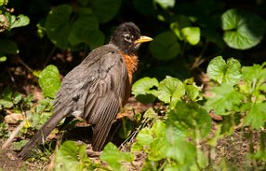 Vandretrost-American Robin Central Park, New York-7983