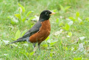 Vandretrost-American Robin Central Park, New York-8109