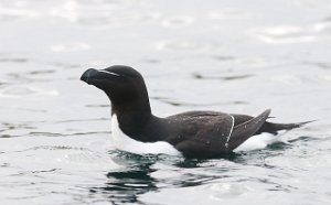 Alke Hornøya, Vardø-1084