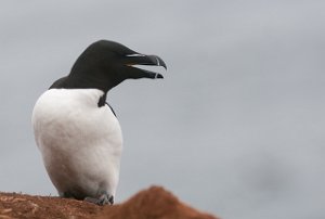 Alke Hornøya, Vardø-2045