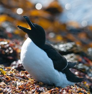 Alke Hornøya, Vardø-9338