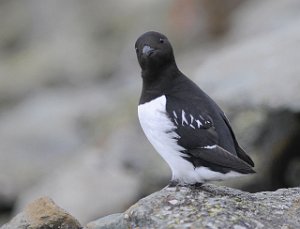 Alkekonge Bjørndalen, Svalbard 2950