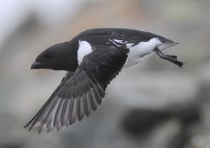 Alkekonge Bjørndalen, Svalbard 2975