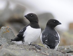 Alkekonge Bjørndalen, Svalbard 3221