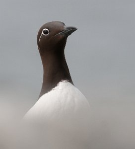 Lomvi Hornøya, Vardø-0163