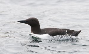 Lomvi Hornøya, Vardø-0954