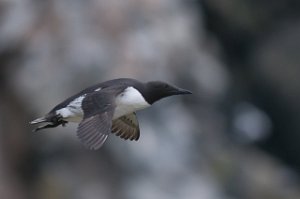 Lomvi Hornøya, Vardø-1188