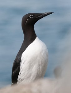 Lomvi Hornøya, Vardø-8841