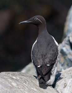 Lomvi Hornøya, Vardø-9262