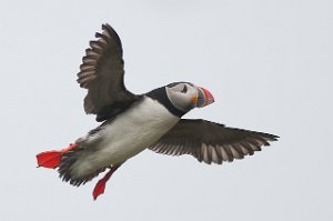 Lunde Hornøya, Vardø-0481