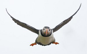 Lunde Hornøya, Vardø-0534