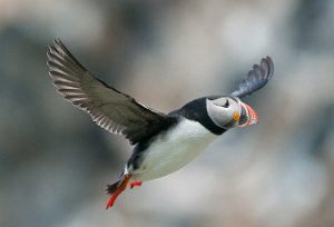 Lunde Hornøya, Vardø-0809