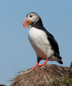 Lunde Hornøya, Vardø-9222