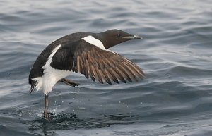 Polarlomvi Brünnich´s Guillemot Isfjorden, Svalbard 5442