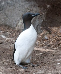 Polarlomvi Hornøya, Vardø-2249