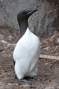 Polarlomvi Hornøya, Vardø-2283