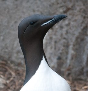 Polarlomvi Hornøya, Vardø-2285