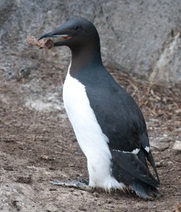 Polarlomvi Hornøya, Vardø-2309