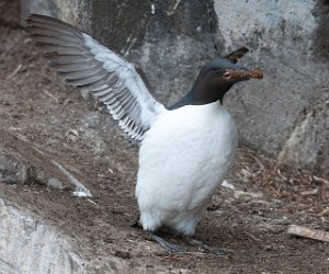 Polarlomvi Hornøya, Vardø-2359