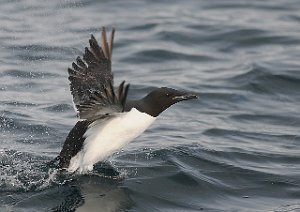 Polarlomvi Isfjorden, Svalbard 5433