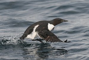 Polarlomvi Isfjorden, Svalbard 5437