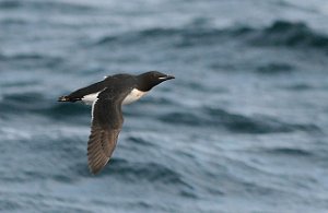 Polarlomvi Isfjorden, Svalbard 5481