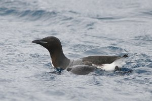 Polarlomvi Isfjorden, Svalbard 5534