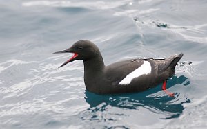 Teist Black Guillemot Pyramiden, Svalbard 5605