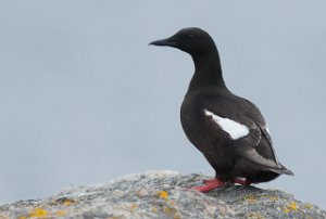 Teist Halten, Frøya - 4098