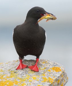 Teist Halten, Frøya - 4326