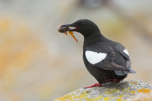 Teist Halten, Frøya - 4387