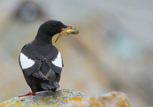 Teist Halten, Frøya - 4408