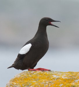 Teist Halten, Frøya - 4559