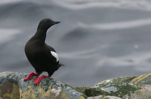 Teiste Hornøya, Vardø-2526