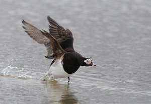 Havelle Long-tailed Duck Adventsdalen, Svalbard 289