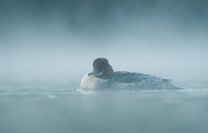 Laksand hunn Nedre Leirfoss, Trondheim-6652