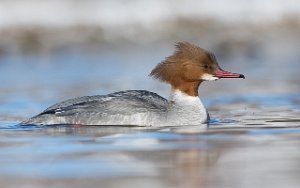 Laksand hunn Nedre Leirfoss, Trondheim-7181