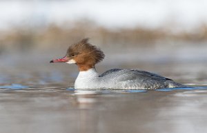 Laksand hunn Nedre Leirfoss, Trondheim-7263