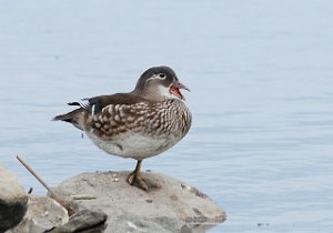 Mandarinand Krogstadfjorden, Råde 052