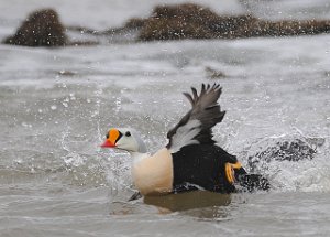 Praktærfugl hann Adventdalen, Svalbard 1152