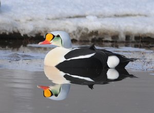 Praktærfugl hann Adventdalen, Svalbard 3565