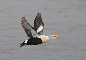 Praktærfugl hann King Eider Adventdalen, Svalbard 1465