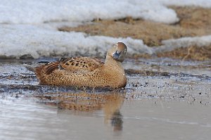 Praktærfugl hunn Adventdalen, Svalbard 3518