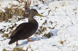 Rødfotand Titran, Frøya-6095