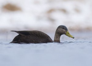 Rødfotand hann Titran, Frøya-6369