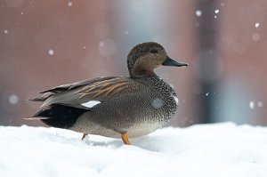 Snadderand hann Kvislabekken, Verdal - 7800