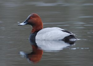 Taffeland Svean, Klæbu 330