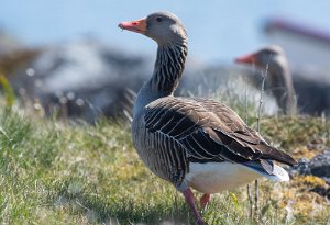 Grågås Mausund, Frøya - 2970